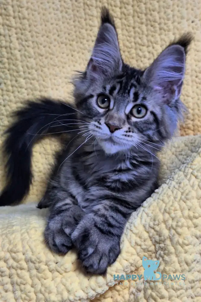 Anita Maine Coon polydactyl female black tabby live animals