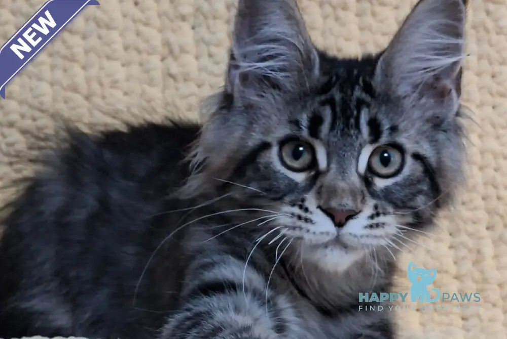 Anita Maine Coon polydactyl female black tabby live animals