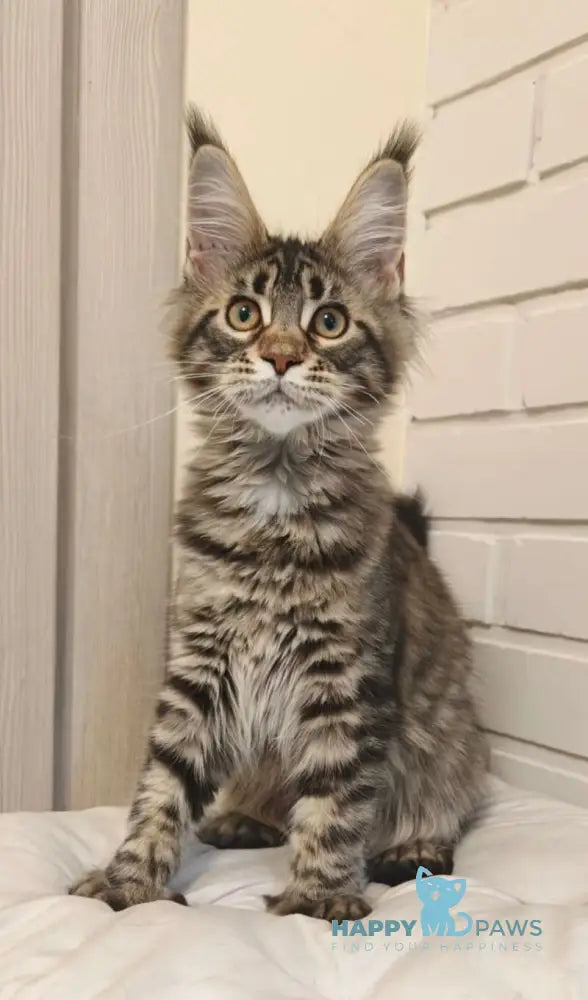 Anita Maine Coon polydactyl female black tabby live animals