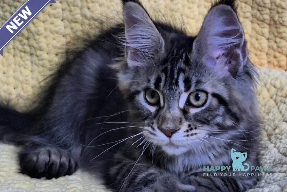 Anita Maine Coon polydactyl female black tabby live animals