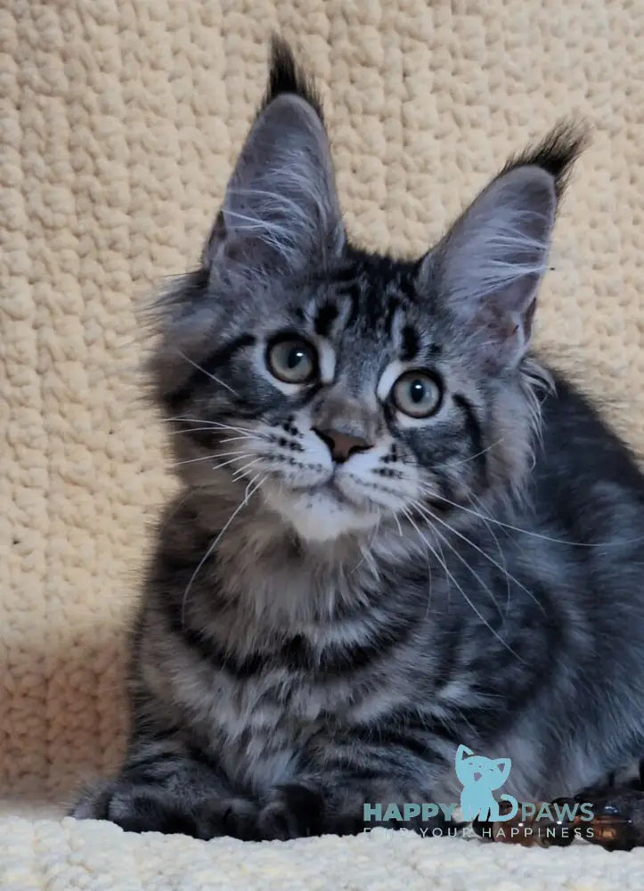 Anita Maine Coon polydactyl female black tabby live animals