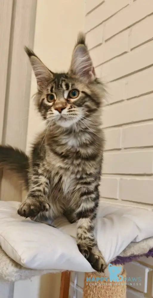 Anita Maine Coon polydactyl female black tabby live animals