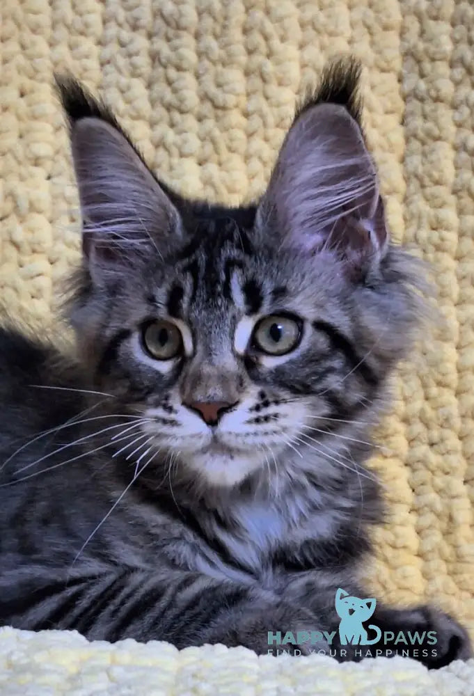 Anita Maine Coon polydactyl female black tabby live animals