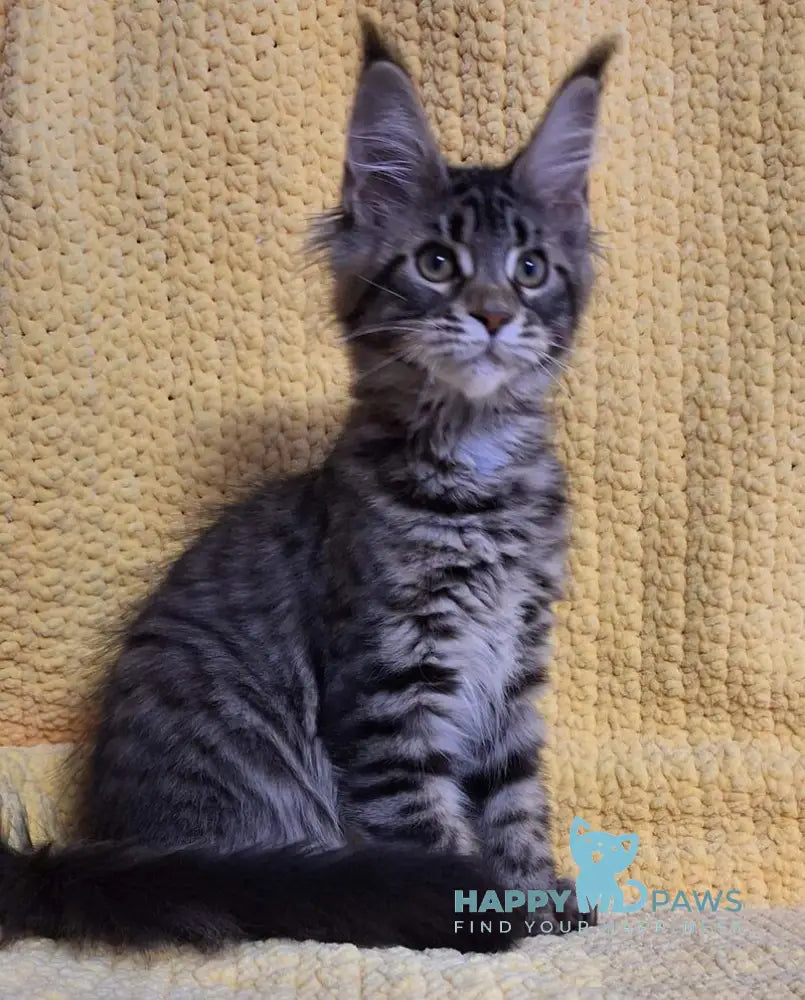 Anita Maine Coon polydactyl female black tabby live animals