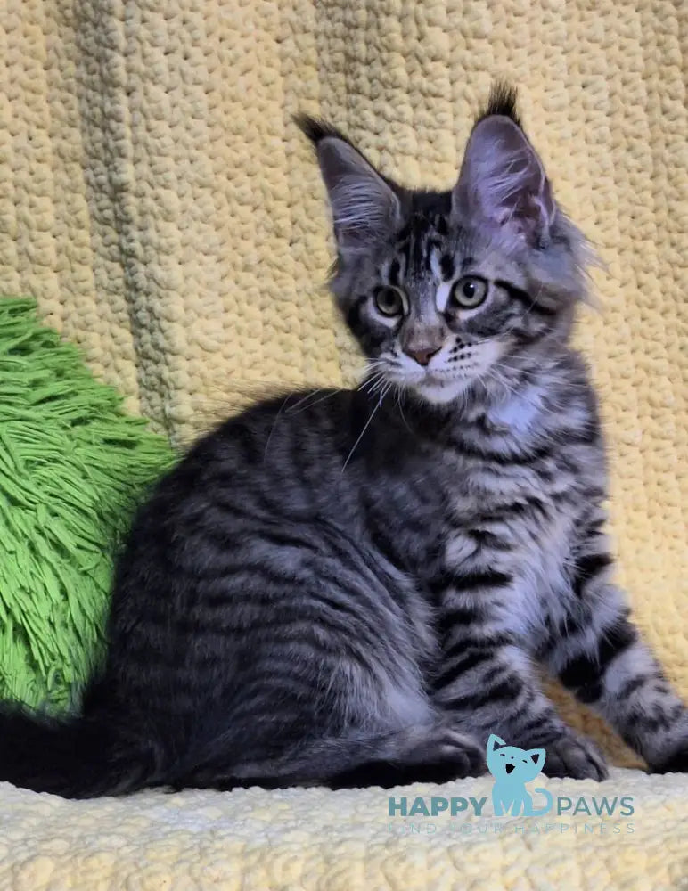 Anita Maine Coon polydactyl female black tabby live animals