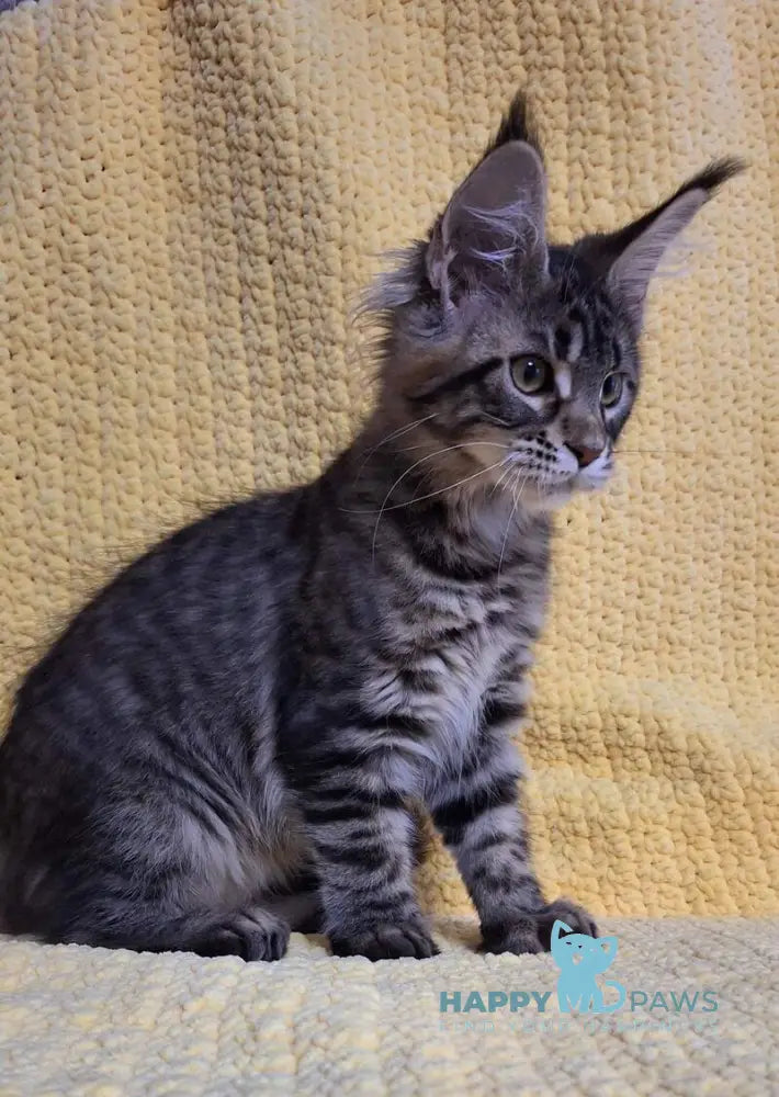 Anita Maine Coon polydactyl female black tabby live animals