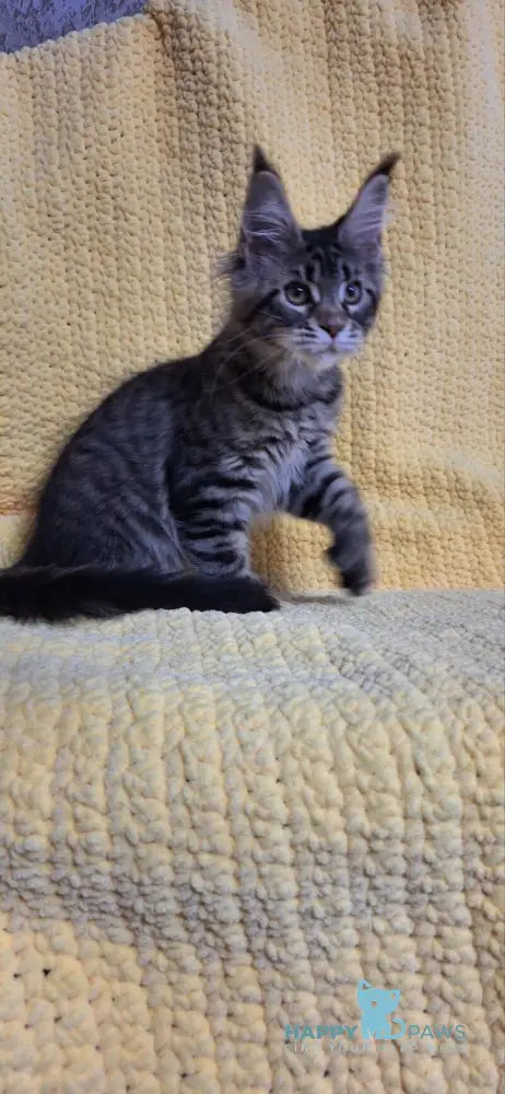 Anita Maine Coon polydactyl female black tabby live animals