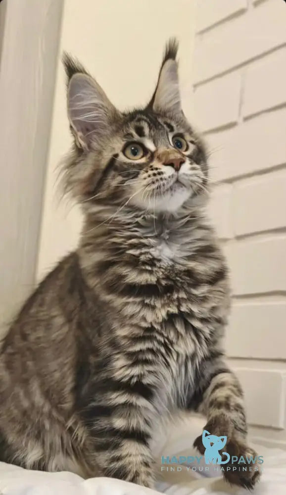 Anita Maine Coon polydactyl female black tabby live animals