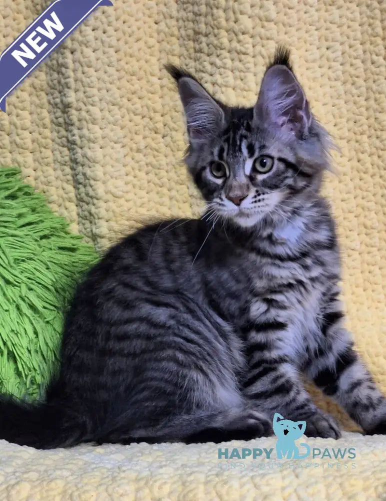 Anita Maine Coon polydactyl female black tabby live animals