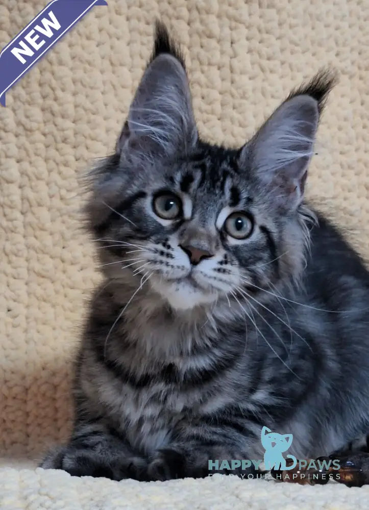 Anita Maine Coon polydactyl female black tabby live animals