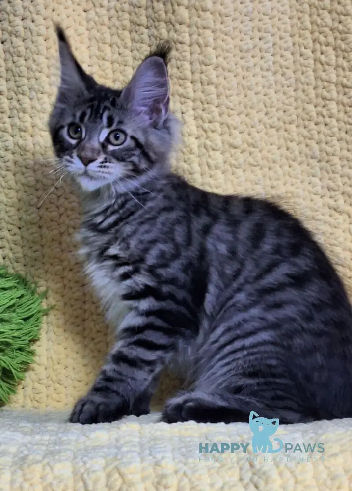 Anita Maine Coon polydactyl female black tabby live animals