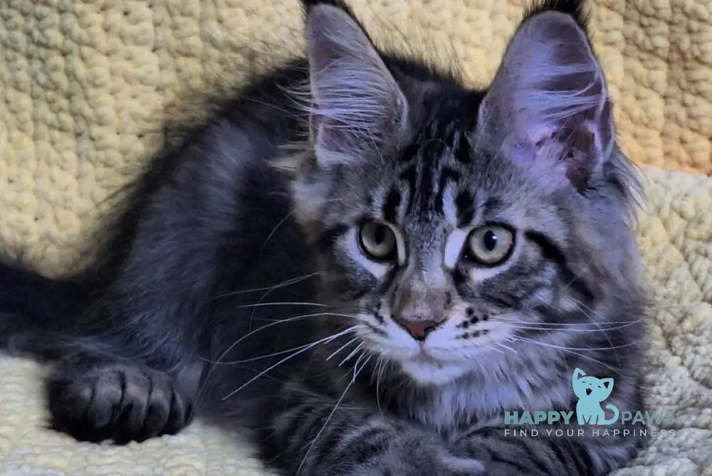 Anita Maine Coon polydactyl female black tabby live animals