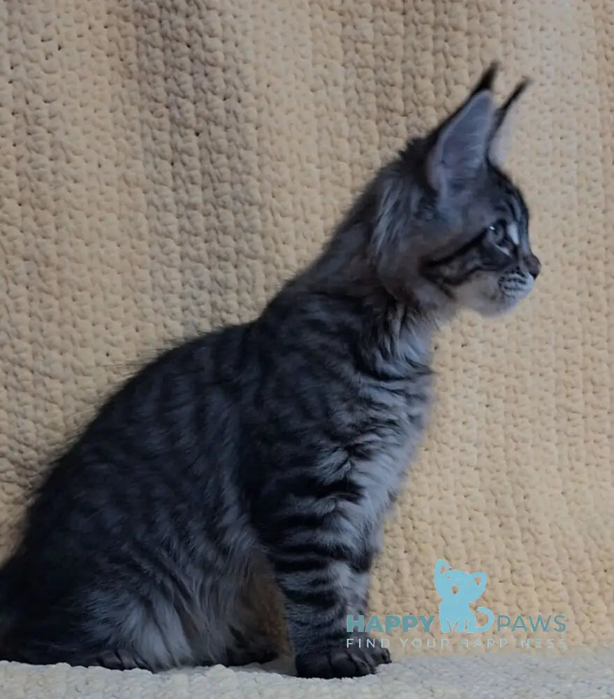 Anita Maine Coon polydactyl female black tabby live animals