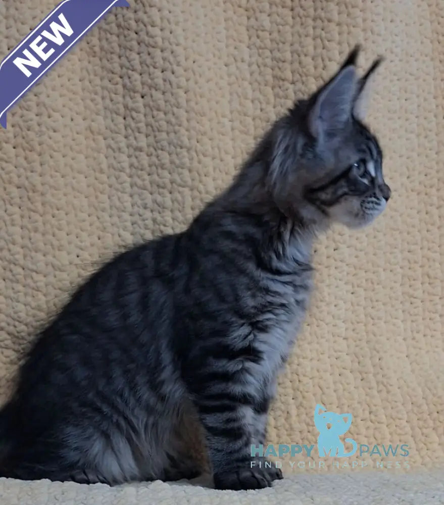 Anita Maine Coon polydactyl female black tabby live animals