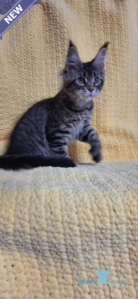 Anita Maine Coon polydactyl female black tabby live animals