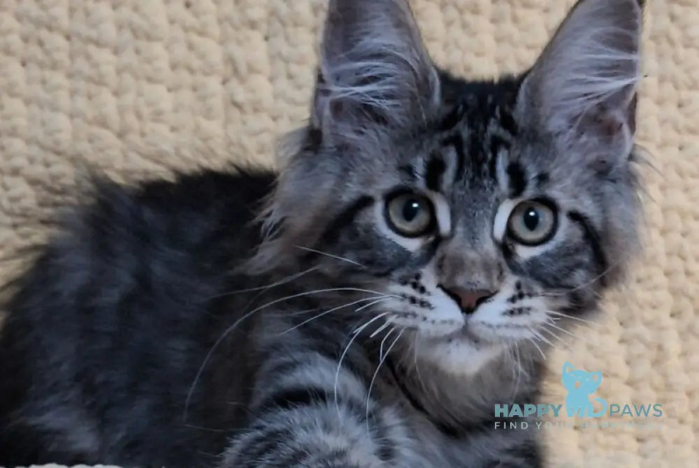 Anita Maine Coon polydactyl female black tabby live animals