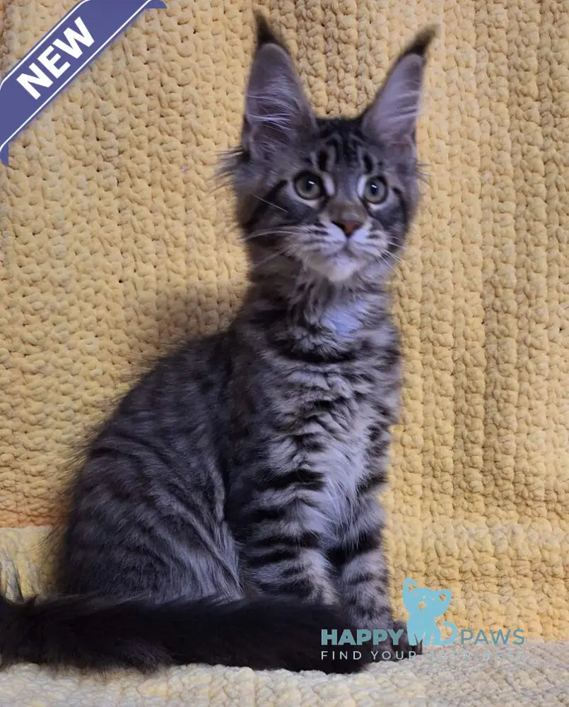 Anita Maine Coon polydactyl female black tabby live animals