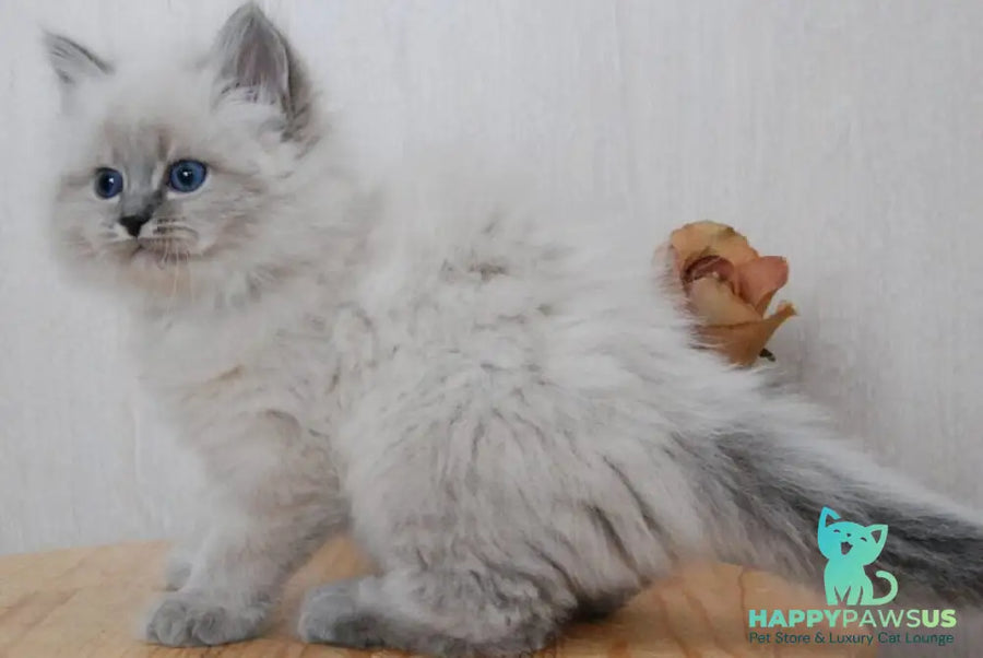 Anita Siberian female blue tabby pointed - live animals
