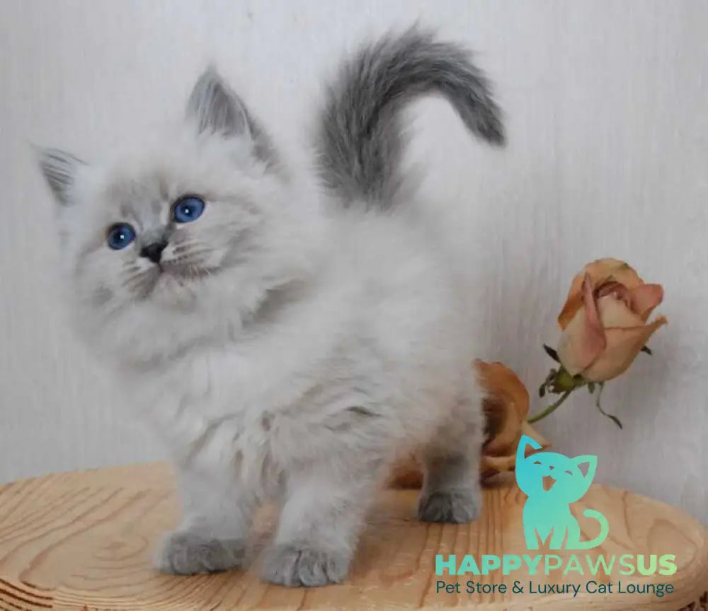 Anita Siberian female blue tabby pointed - live animals