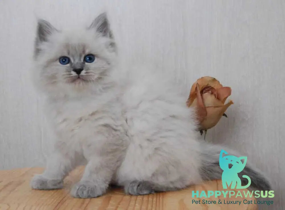 Anita Siberian female blue tabby pointed - live animals