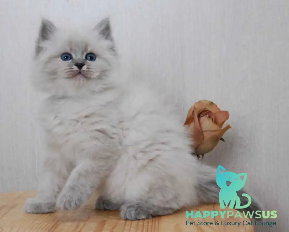 Anita Siberian female blue tabby pointed - live animals