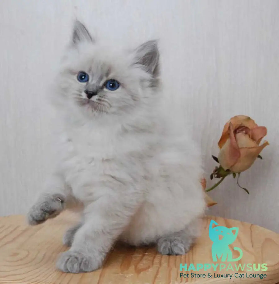 Anita Siberian female blue tabby pointed - live animals