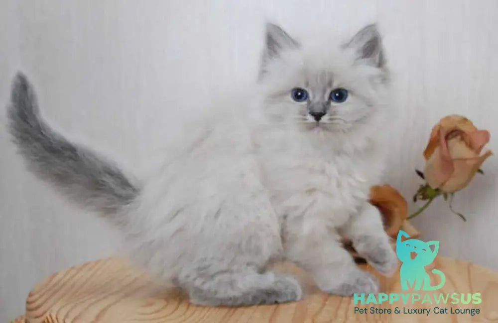Anita Siberian female blue tabby pointed - live animals