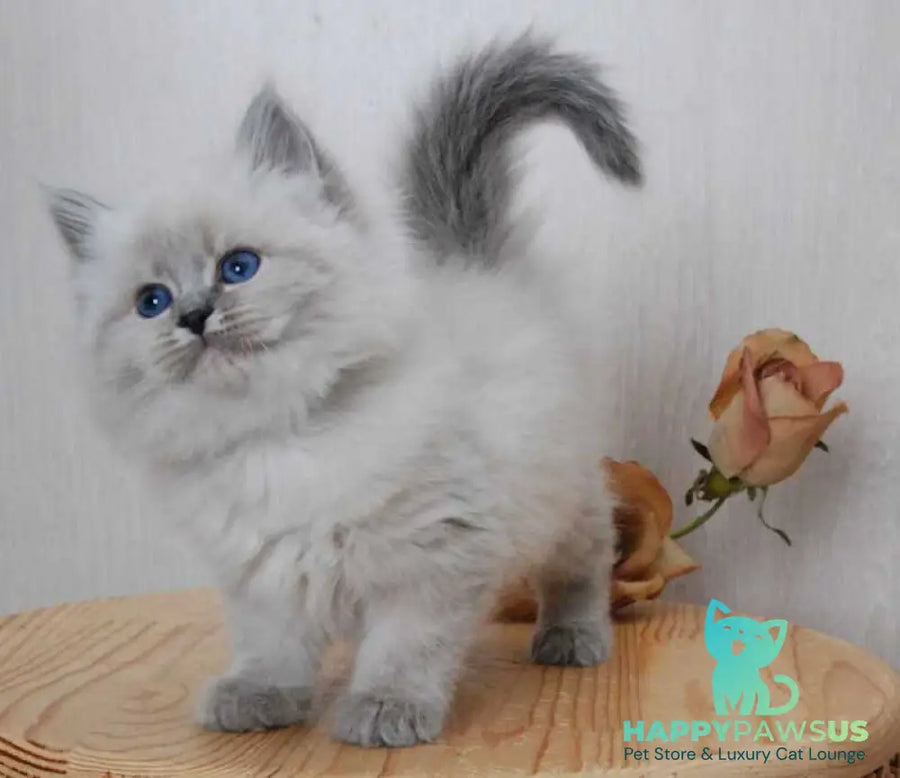 Anita Siberian female blue tabby pointed - live animals