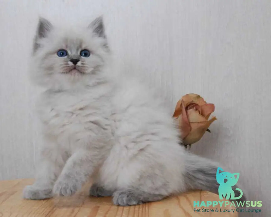 Anita Siberian female blue tabby pointed - live animals