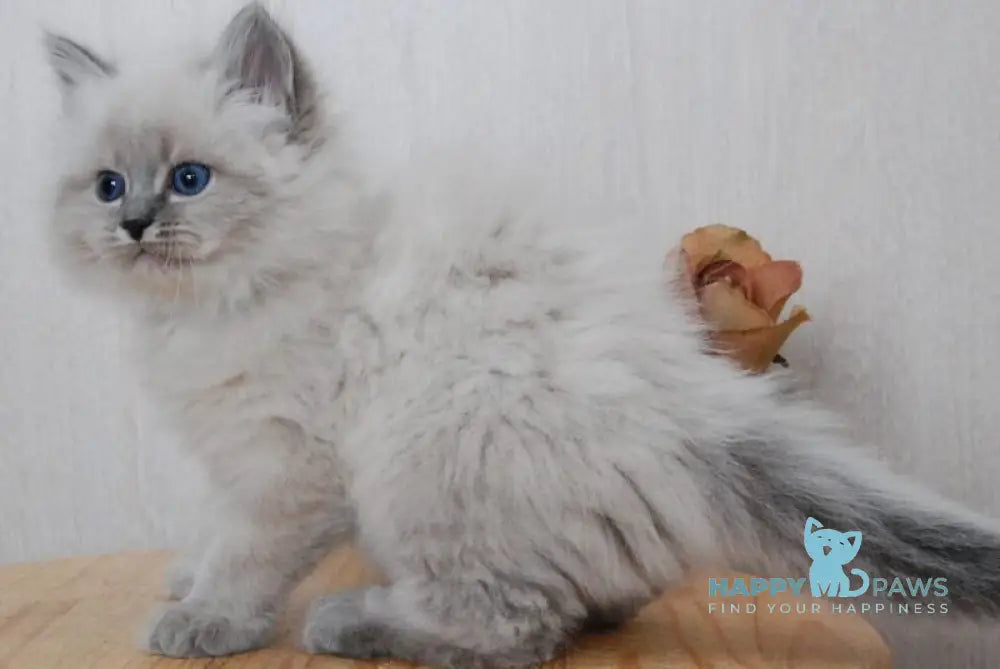 Anita Siberian female blue tabby pointed - live animals