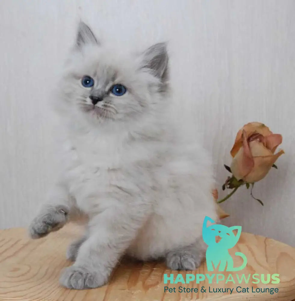 Anita Siberian female blue tabby pointed - live animals