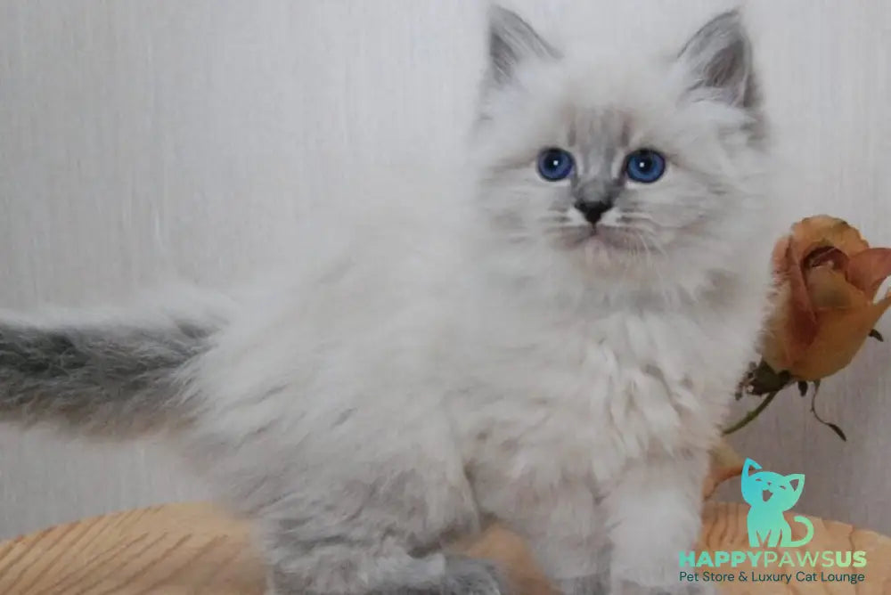 Anita Siberian female blue tabby pointed - live animals