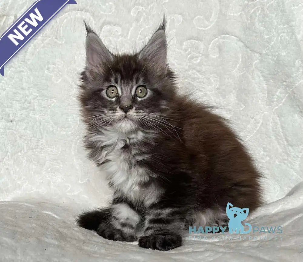 Ankor Maine Coon polydactyl male black silver tabby live animals