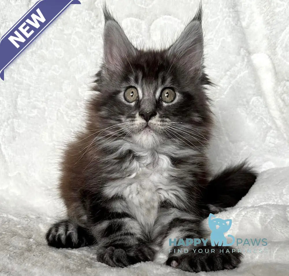 Ankor Maine Coon polydactyl male black silver tabby live animals