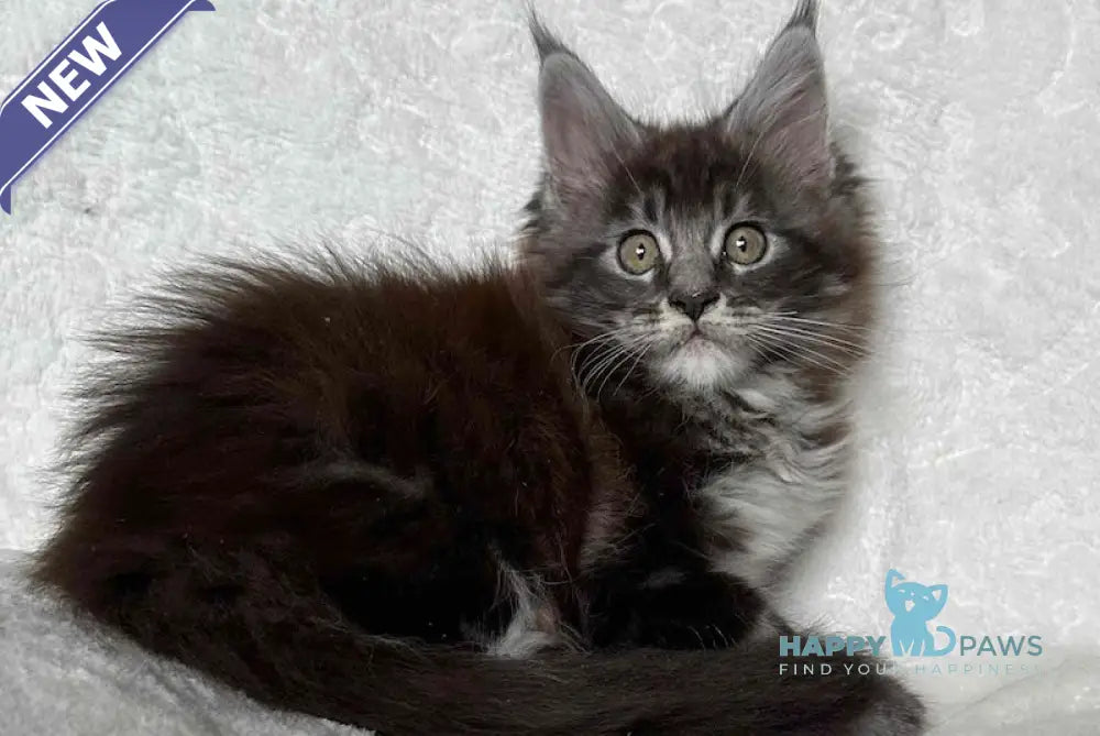 Ankor Maine Coon polydactyl male black silver tabby live animals