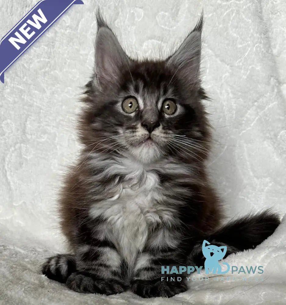 Ankor Maine Coon polydactyl male black silver tabby live animals