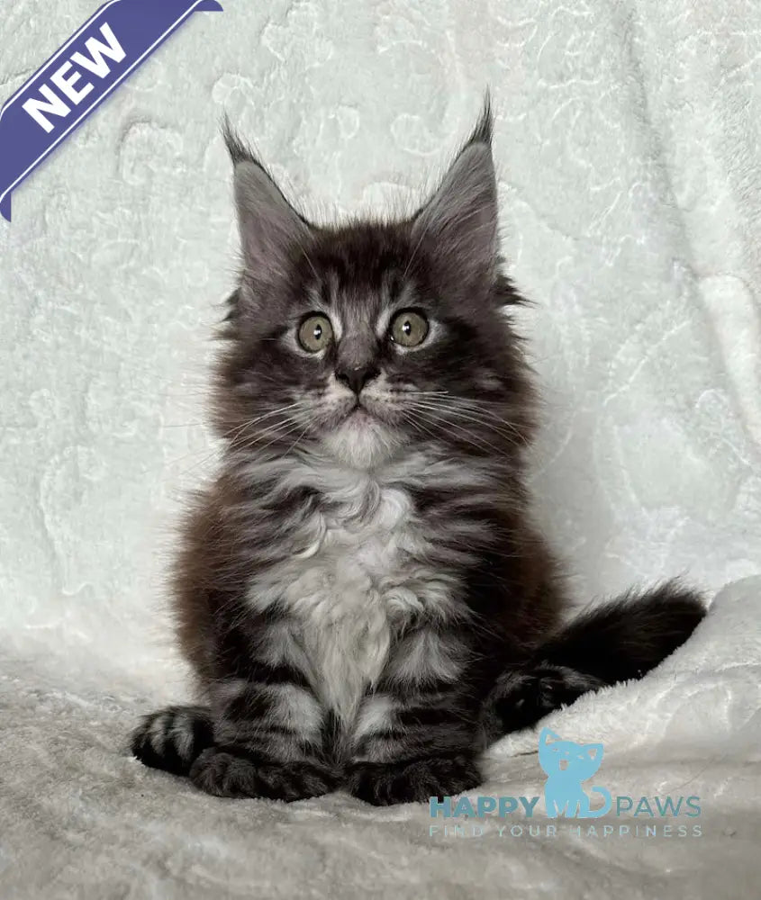Ankor Maine Coon polydactyl male black silver tabby live animals
