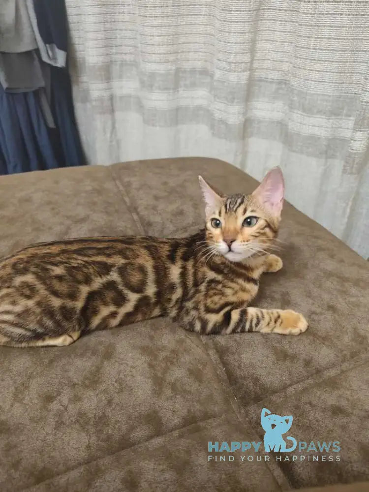 Anna Bengal female black spotted tabby live animals