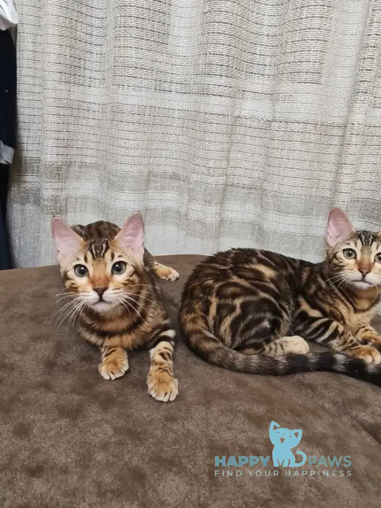 Anna Bengal female black spotted tabby live animals