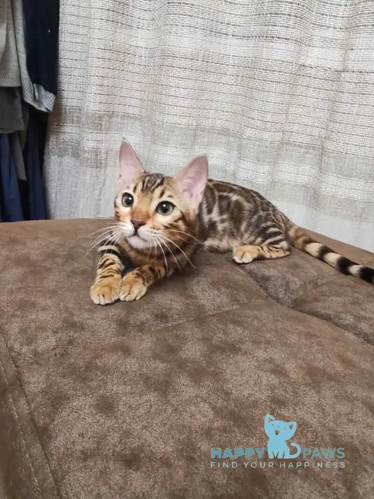 Anna Bengal female black spotted tabby live animals