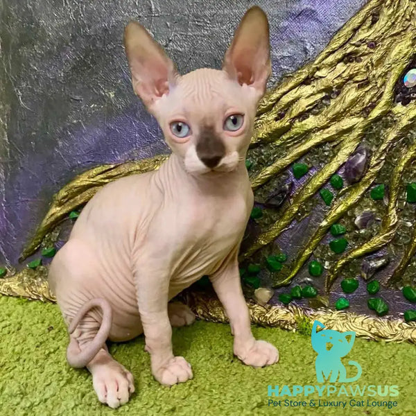 Anna Canadian Sphynx female blue bicolour - live animals