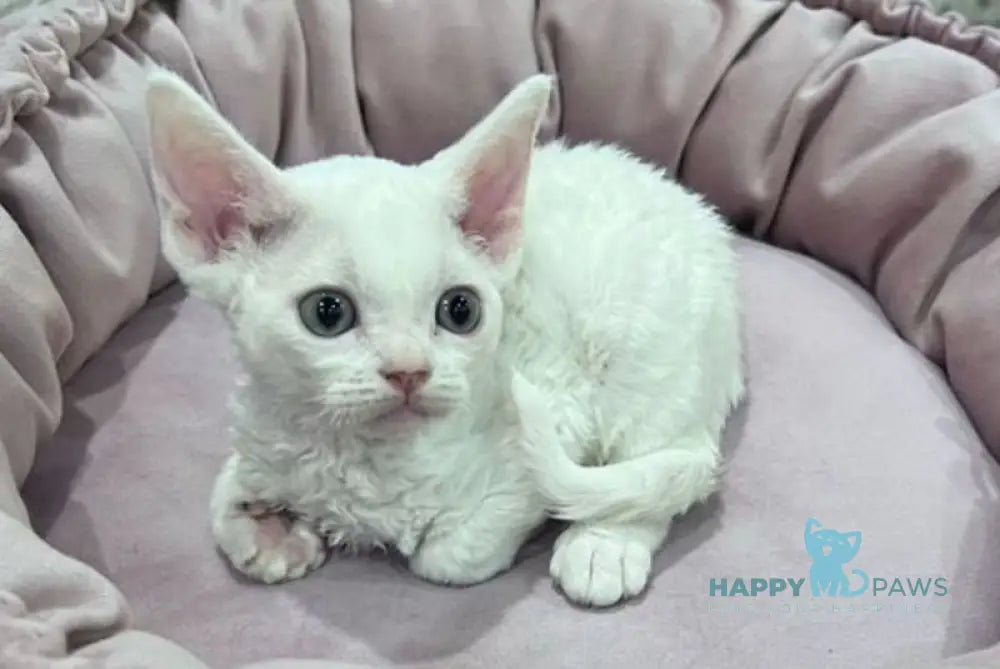 Anna Devon Rex female white live animals