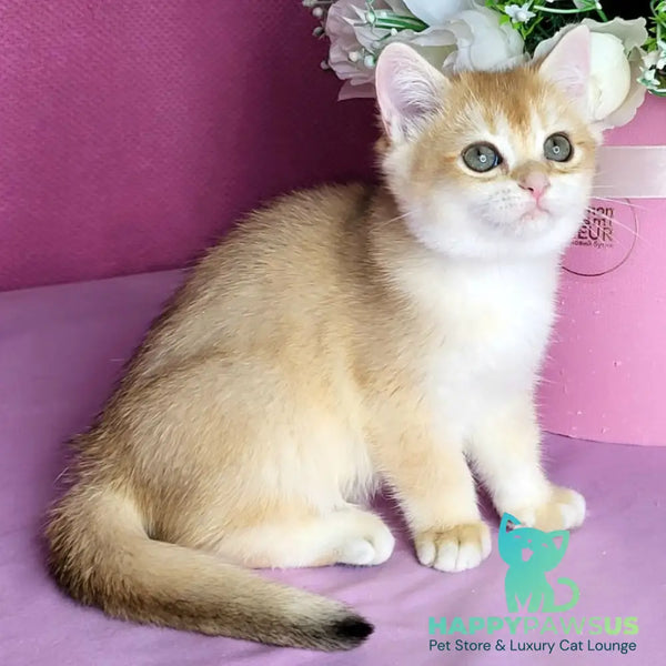 Annabel British Shorthair female black golden chinchilla - live animals