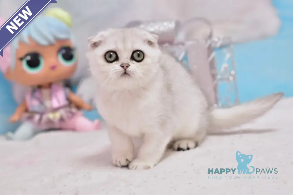 Annabel Scottish Fold female black silver shaded live animals
