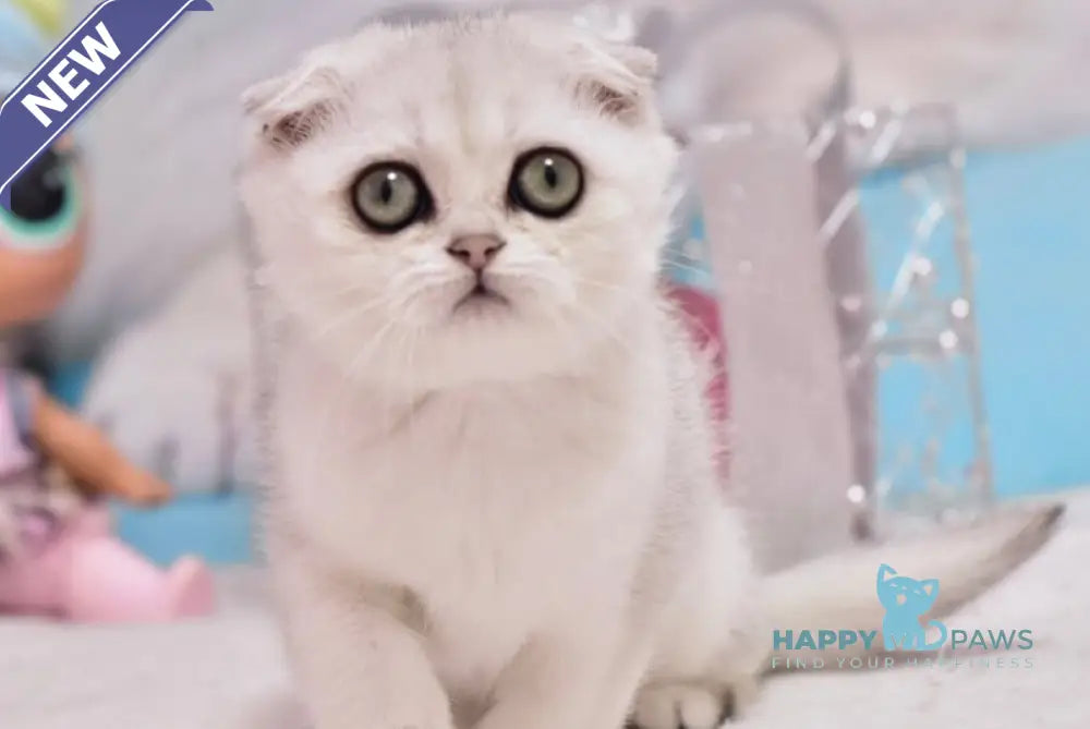 Annabel Scottish Fold female black silver shaded live animals