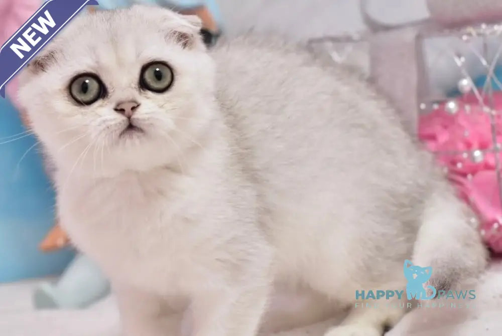Annabel Scottish Fold female black silver shaded live animals