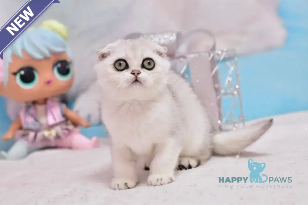 Annabel Scottish Fold female black silver shaded live animals