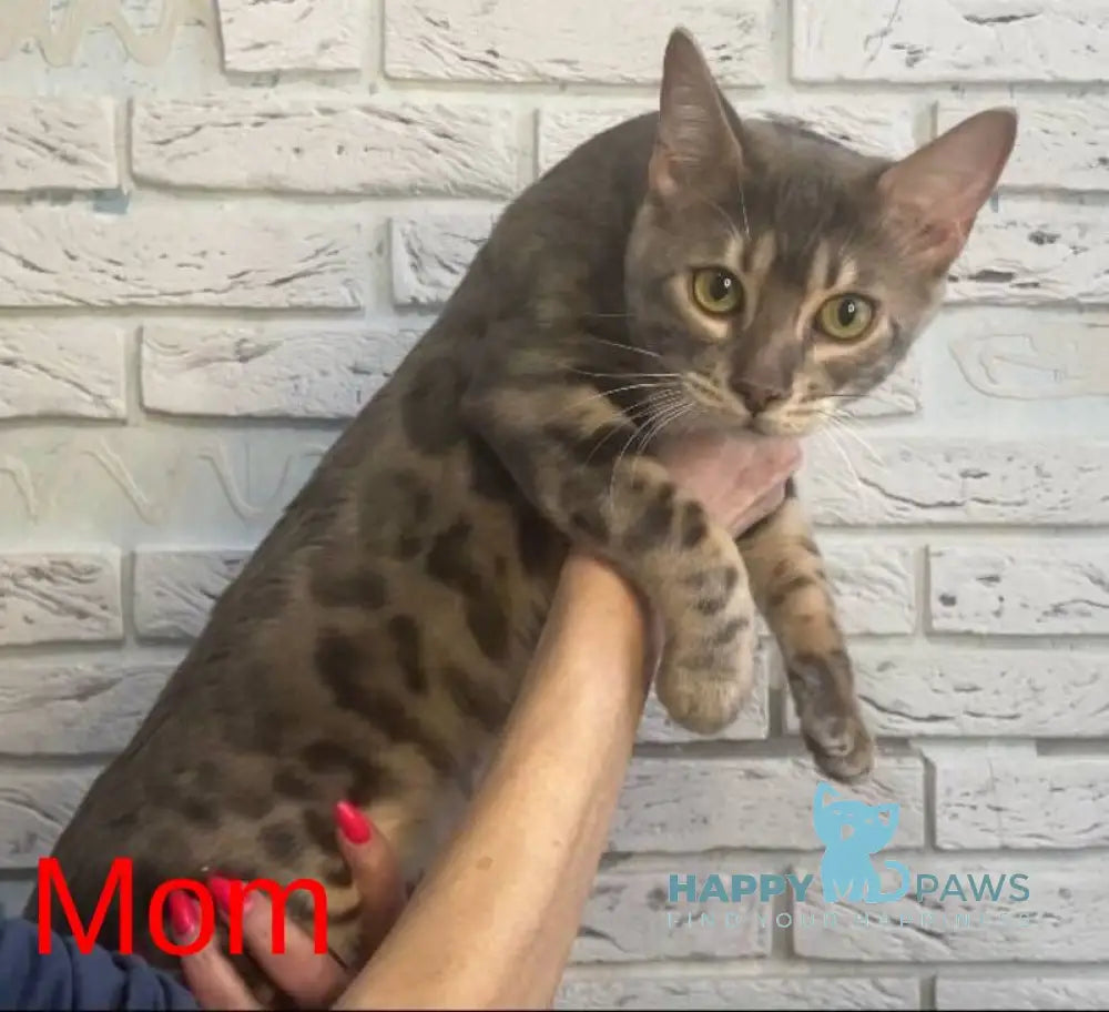 Annabelle Bengal female black spotted tabby live animals