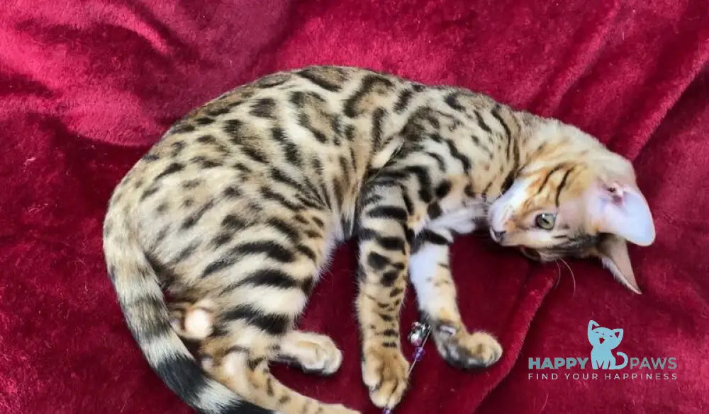 Annabelle Bengal female black spotted tabby live animals