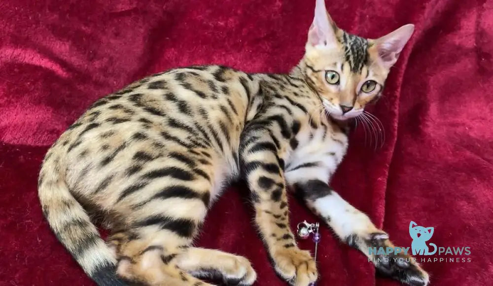 Annabelle Bengal female black spotted tabby live animals